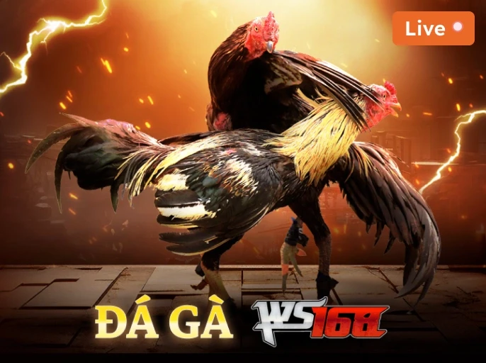 DU88 Đá Gà Livestream